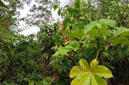 Une terre agricole