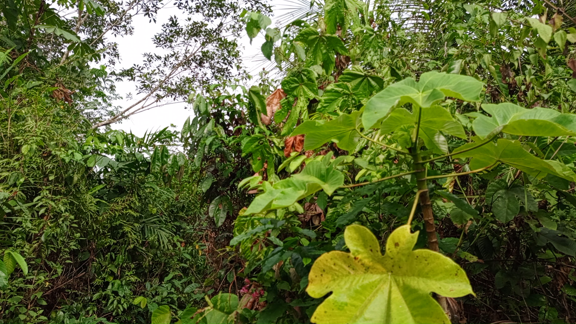 Une terre agricole